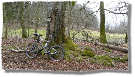 an der Parole Buche bei Rai-Breitenbach...
